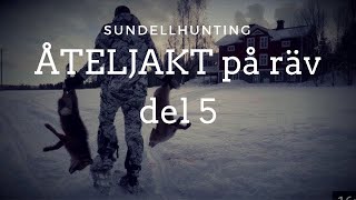 ÅTELJAKT PÅ RÄV DEL 5 sundellhunting [upl. by Rehpoitsirhc]