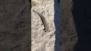 Snakehead Not sure what i caught fish fishing shorts florida pensacola [upl. by Vihs4]