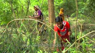 Collecting firewood and timber from Uttar Pradesh forests [upl. by Zedekiah]