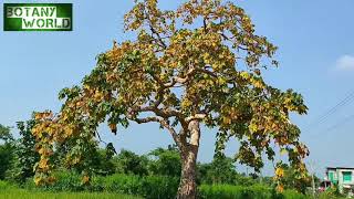 Sterculia urens  Indiantragacanth  gum karaya  Kulu कुलु  Kadayo કડાયો  All season view [upl. by Annaili]