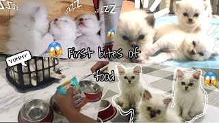 Kittens’ First Wet Food Experience  Elahdventure [upl. by Aleakam1]