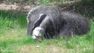 Espèce inédite en RhôneAlpes  un fourmilier au Safari de Peaugres [upl. by Artenra]