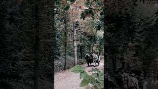 Horses inside forest Vienna travel mystery into the wild Horses and castles Schonbrunn Garden [upl. by Leirbag]