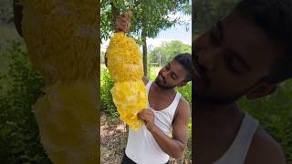 Peeling big giant jackfruit🍇🍇🍇 shortvideo fruit naturalfruit🌴🌴🌴 ripejackfruit [upl. by Hairabez187]