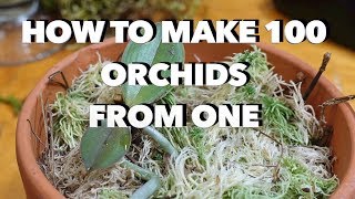 How to Make 100 Orchids From One Without Keiki Paste [upl. by Aehsila441]