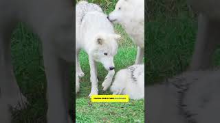 Wolves The Social Predators You Didnt Know About [upl. by Annawik]