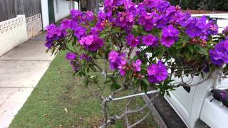 Tibouchina semidecandra flowers  princess flower  lasiandra  glory bushes HD 09 [upl. by Anerb]