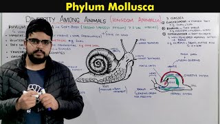 Phylum Mollusca General characteristics and Overview [upl. by Eicnan]