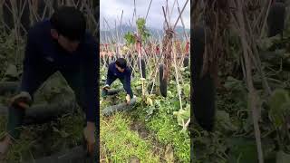 Green skinned wax gourd harvesting process [upl. by Newkirk]