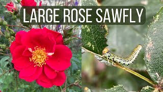 How to Identify and Control Large Rose Sawfly [upl. by Huoh]