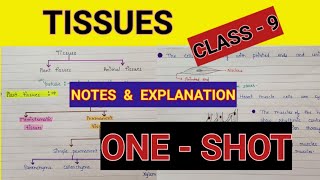 Tissues class 9 science  Class 9 Tissues one shot  Class 9 tissue notes [upl. by Hardwick914]