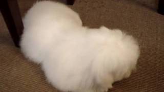 45 months coton de tulear doing few tricks [upl. by Eilema]