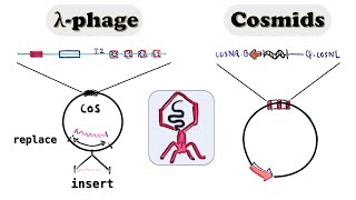 Lambda Phage vector Cosmid cloning vector  spi phenotype and in vitro packaged lambda virus [upl. by Esch]