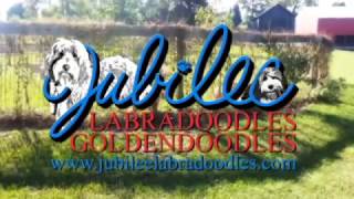 Labradoodles amp Goldendoodles Puppies in Michigan [upl. by Lowenstein434]