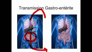 Expliquemoi comment se transmet la gastroentérite Explication de Germaction [upl. by Benedic]