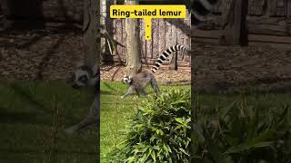 Ringtailed lemur ringtailedlemur lemur shortsfeed ytshorts yoitubeshorts wildlife [upl. by Dotty]