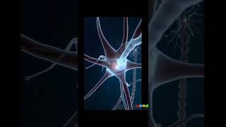 Neurons do not perform mitosis Once they mature neurons enter a phase called G0 Subscribe [upl. by Renner663]