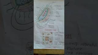 diagram of prokaryotic and eukaryotic cell  Structure of Eukaryotic Cell  biology diagram [upl. by Airreis409]