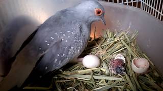 Baby diamond dove just hatched [upl. by Alleris]