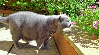 British Shorthair Cats Garden Adventure [upl. by Aerised410]