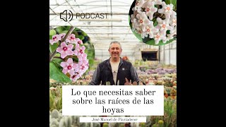 Lo que necesitas saber sobre las raíces de las hoyas para cultivarlas con éxito [upl. by Rojas401]