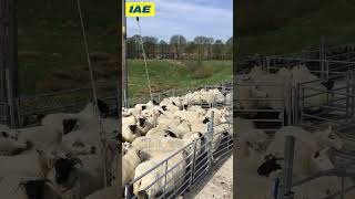 IAE sheep yard in action sheepfarming [upl. by Miza549]