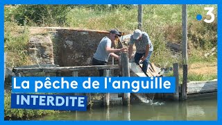 Qui veut la peau des pêcheurs danguille [upl. by Osugi]