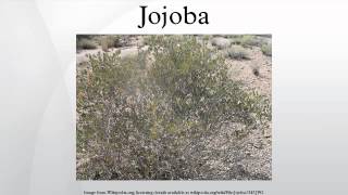 Jojoba [upl. by Turtle]