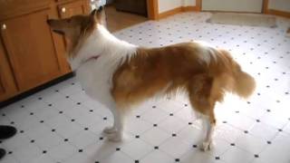 ROUGH COLLIE DOG SHELBIE BARKING AND PLAYING [upl. by Naoj]