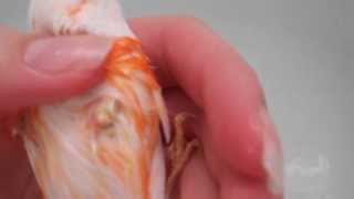 feather cyst part 4 [upl. by Dylane]