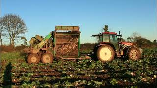 Fiatagri M 135 Pulling Beet [upl. by Nevet603]