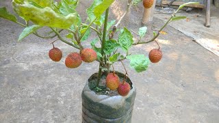 Growing Lychee Plant with Plastic Container [upl. by Alby]