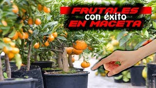 📛📛 Cultivar FRUTALES en MACETA con ÉxItO Cómo TRAPLANTAR un frutal en MACETA [upl. by Ettelrac]