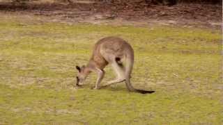 Eastern Grey Kangaroos Macropus giganteus in Girraween National Park 2 [upl. by Nishom219]