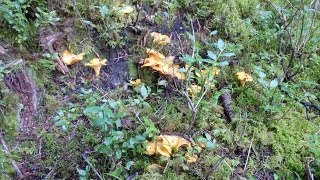 Belle cueillette de Chanterelles en Savoie [upl. by Ever]