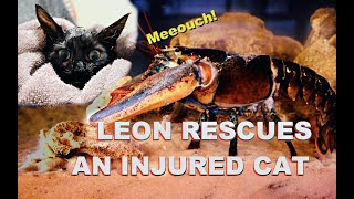 Leon Rescues An Injured Cat [upl. by Dyana]