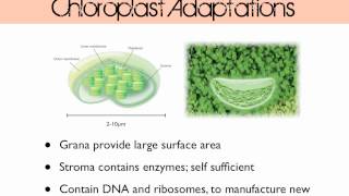 Plant Cell Structure [upl. by Milak]