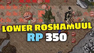 Lower Roshamuul  RP 350 solo  Tibia hunting [upl. by Durkin]