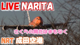 LIVE at NARITA International Airport Plane Spotting 20240329 成田空港ライブカメラ 成田空港 NRTRJAA [upl. by Eustazio]