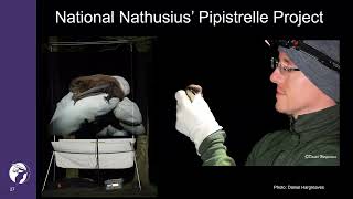 National Nathusius’ Pipistrelle Project [upl. by Sedgewick1]