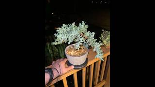 Juniper Procumbens bonsai [upl. by Olshausen]