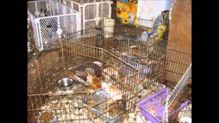 Animal Cruelty video 2 [upl. by Katonah]