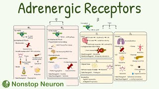 Adrenergic Receptors Types Distribution Mechanism Agonist Antagonist [upl. by Geof751]