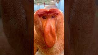 Proboscis Monkey Amazing videotop fyp fruit foryou yummy fresh shorts ytshorts [upl. by Remde]