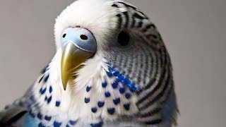 Cockatiels amp Budgies The Soothing Sounds of Pet Birds [upl. by Ydnyl859]