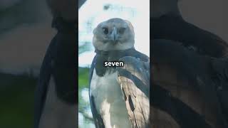 Harpy Eagle Facts Largest Talons in the Avian World Shorts [upl. by Boyt180]