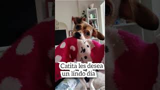 Catita les desea un hermoso dia perritafeliz perritosdivertidos [upl. by Atirys]