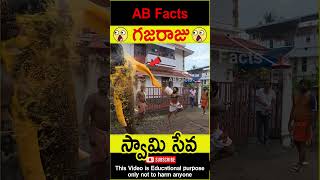 🐘గజరాజు🐘 Elephant going to temple telugufacts animals god facts shorts youtubeshorts abfacts [upl. by Cas476]