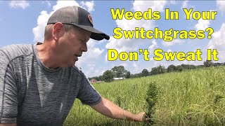 What Weed Killer Is Safe To Spray On Switchgrass  RC Big Rock [upl. by Bainter717]