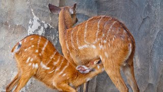 Sitatunga Tragelaphus spekii or Marshbuck Antelope [upl. by Leoine126]